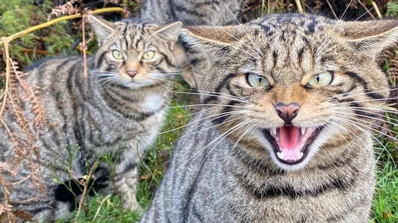image for Scottish wildcats bred in captivity released to the wild in a bid to save the species from extinction