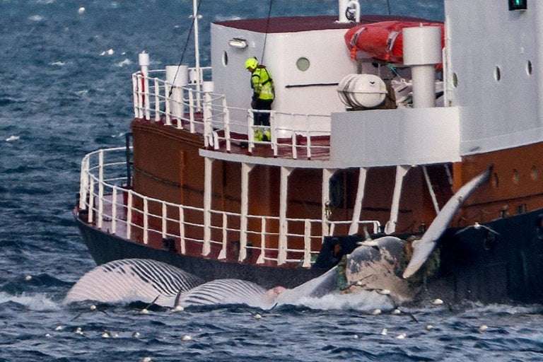 image for Iceland suspends whale hunt on animal welfare concerns