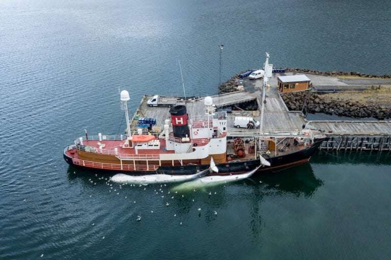 image for ‘No future’: Iceland cancels whale hunt over animal welfare concerns