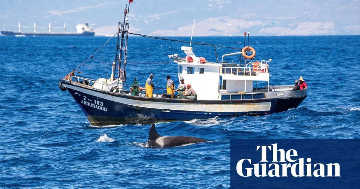image for Orca rams into yacht off Shetland in first such incident in northern waters