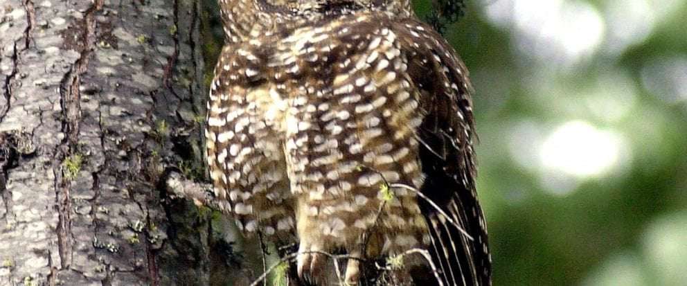 image for Biden administration moves to restore endangered species protections dropped by Trump