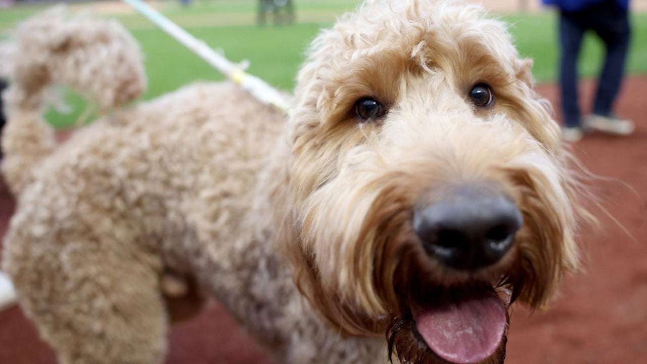 image for Billionaires offering dog nanny job with $127K salary pull ad after surge in applications