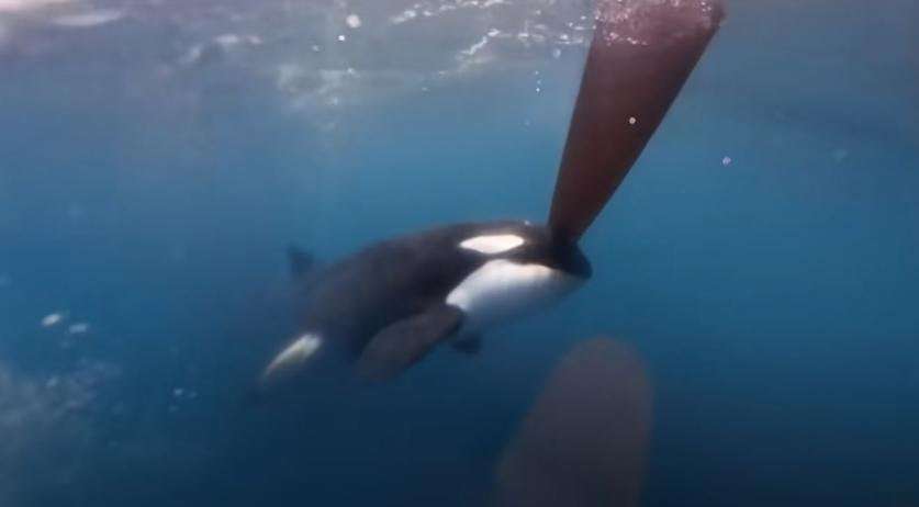 image for Video: Orcas attack Dutch team in Ocean Race; No injuries