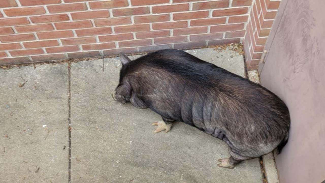image for Hamilton the hog ties up police officers for days, terrorizing Pennsylvania town: 'Fastest pig alive'
