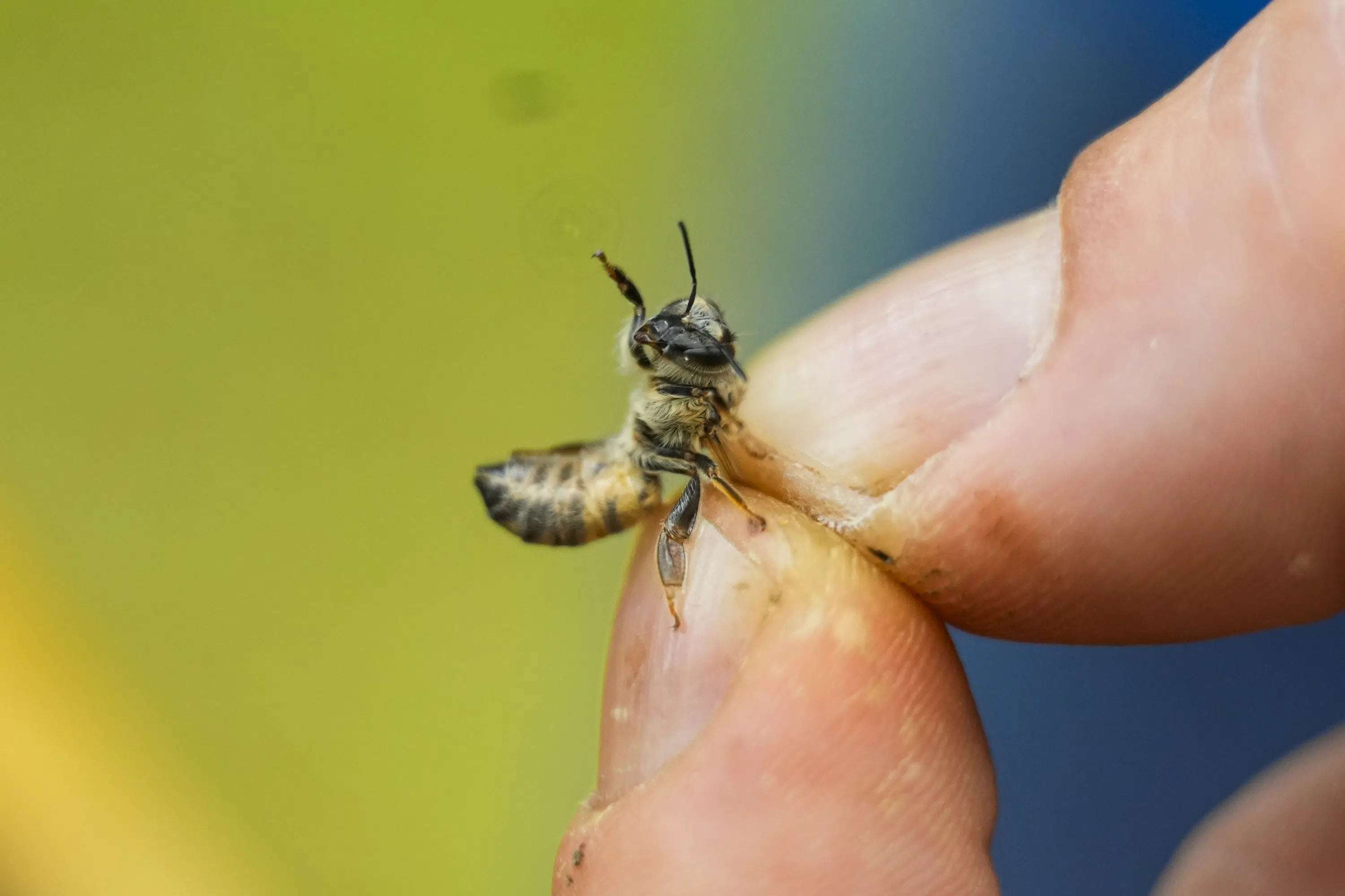image for Nearly half of US honeybee colonies died last year. Struggling beekeepers stabilize population