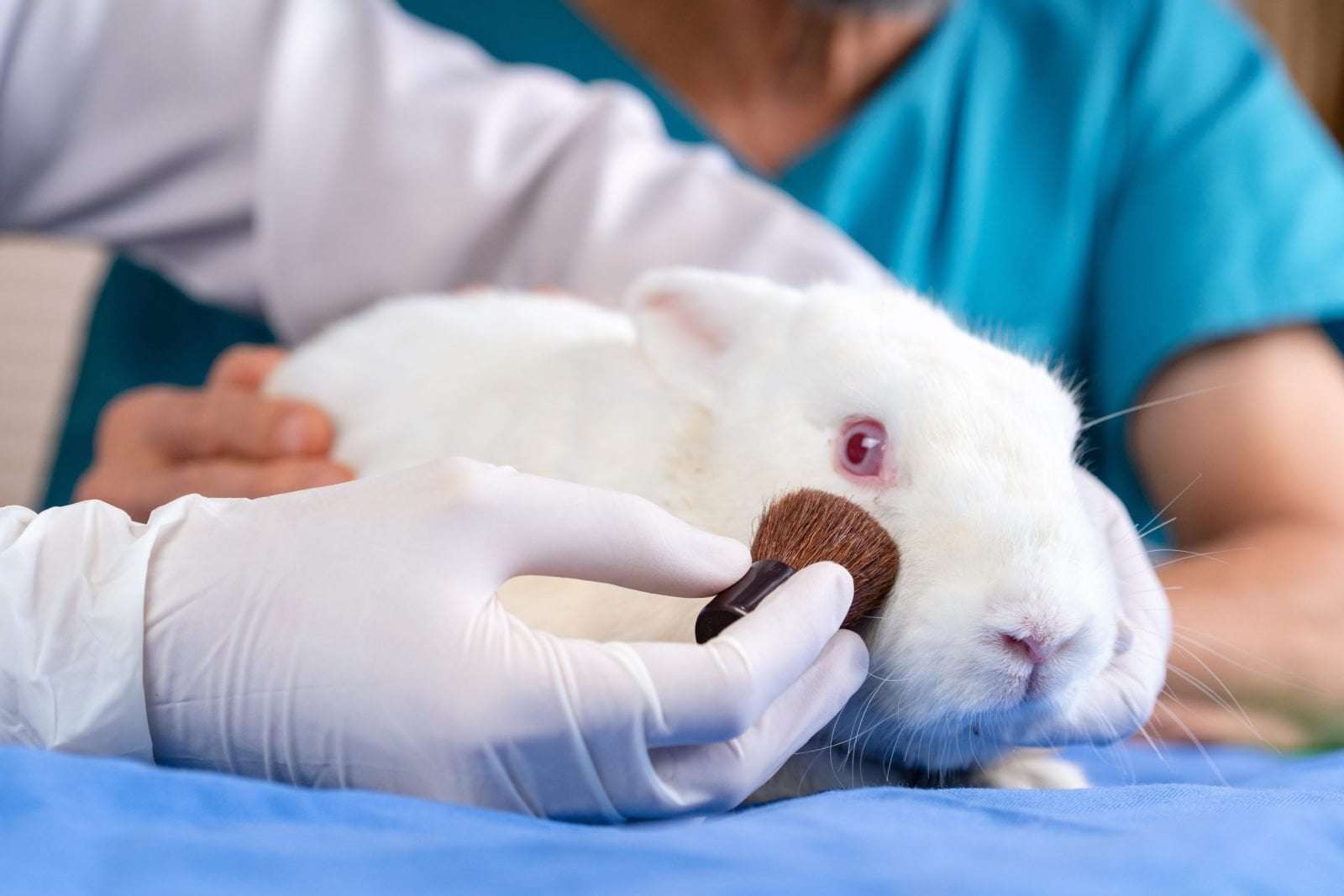 image for Canada Officially Bans Cosmetic Animal Testing and Trade