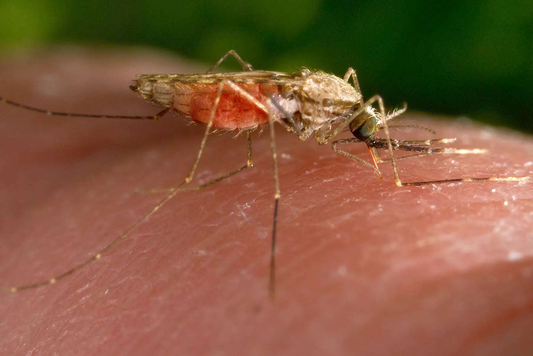 image for Malaria cases in Texas and Florida are the first US spread since 2003, CDC says