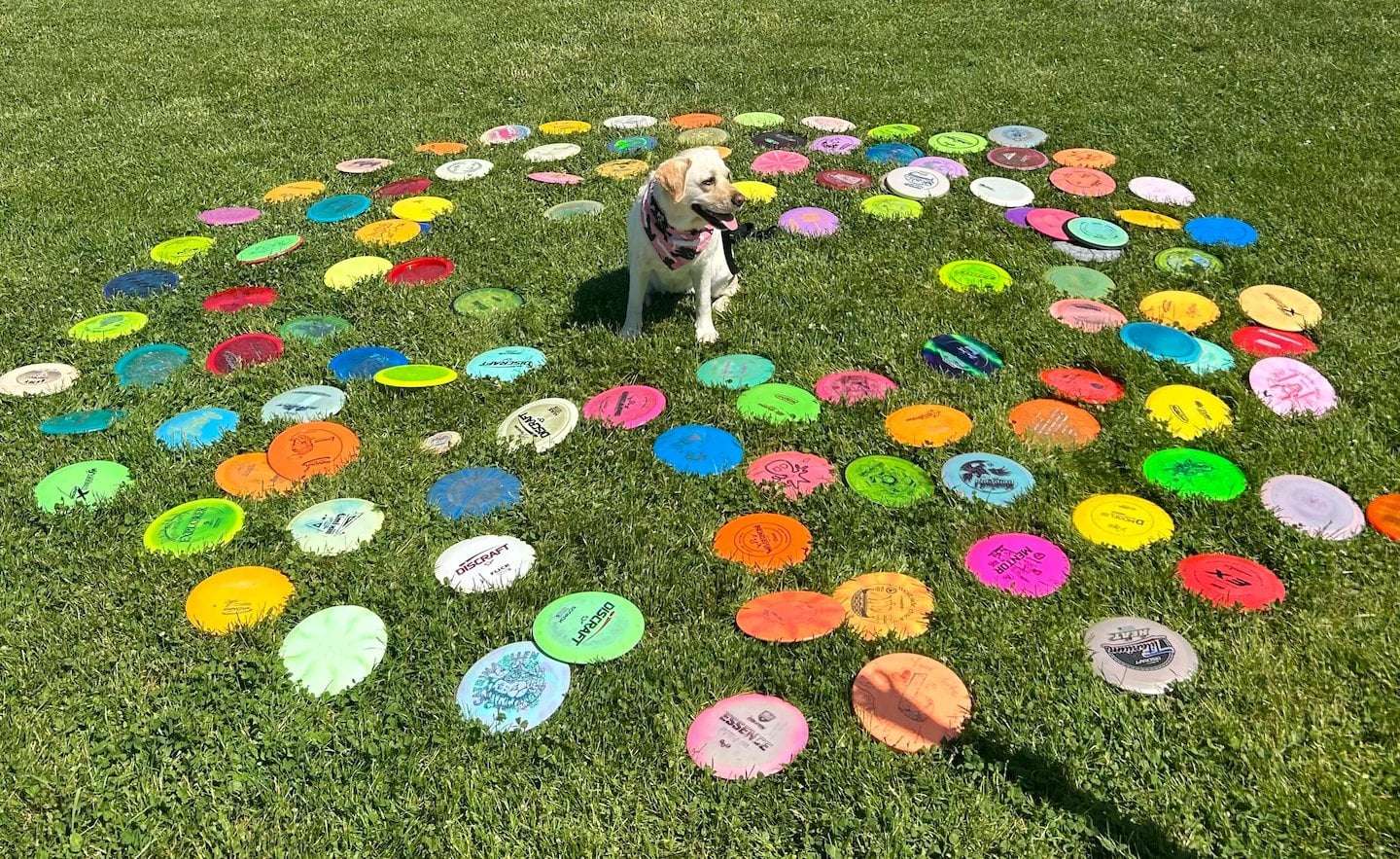 image for A dog has retrieved 155 discs from woods. They’ll be on sale soon.