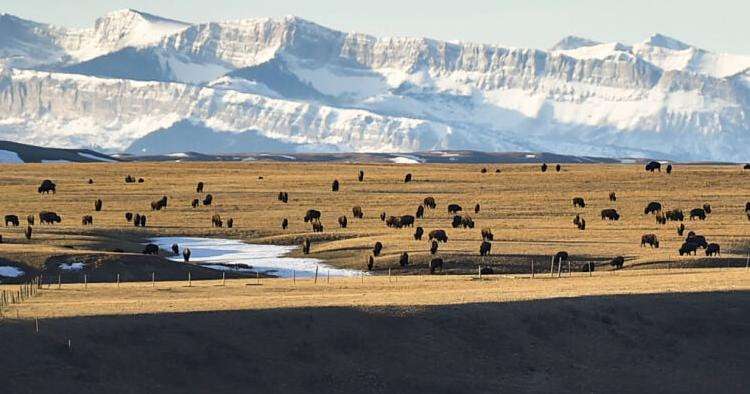 image for 'Absolutely epic': Blackfeet release wild buffalo on tribal land