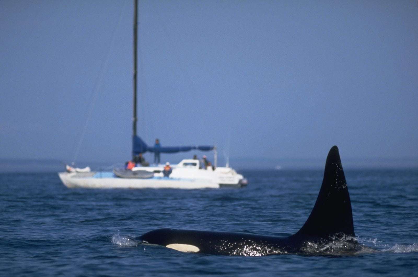 image for Orca Rams Into Yacht Near Scotland, Suggesting the Behavior May Be Spreading