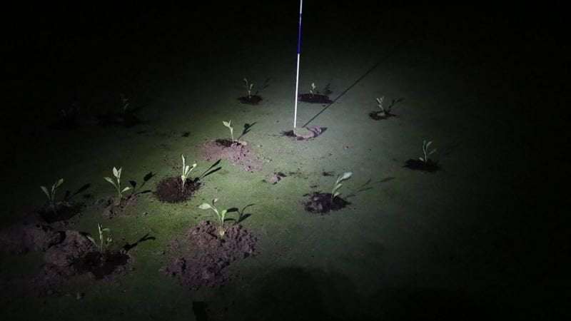image for Climate activists block golf course holes with seedlings and cement to protest water use