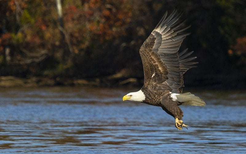 image for No Longer Endangered: The Bald Eagle is an Icon of the ESA