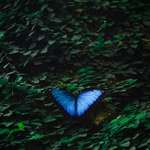 image for ITAP of Blue Butterfly
