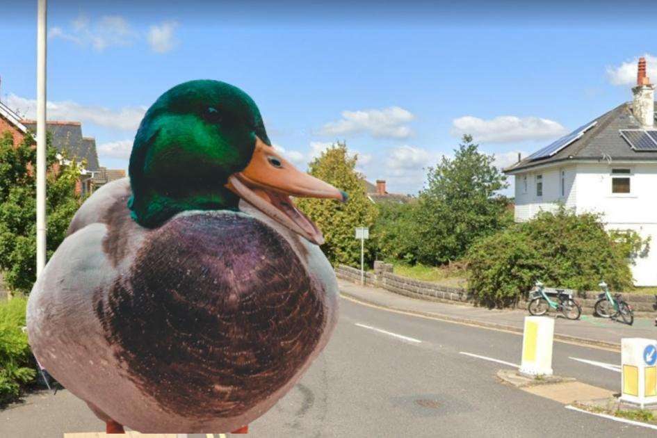 image for Police called to Tatnam Road in Poole over fight over duck