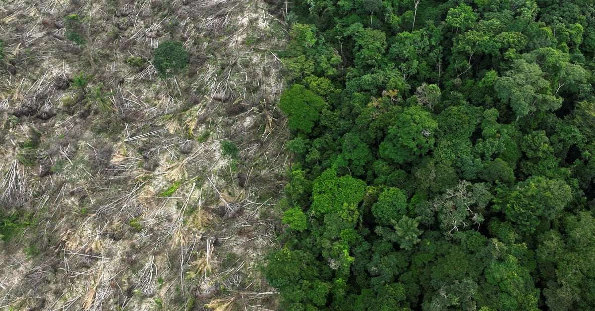 image for Deforestation in Brazil's Amazon drops 34% in first half 2023