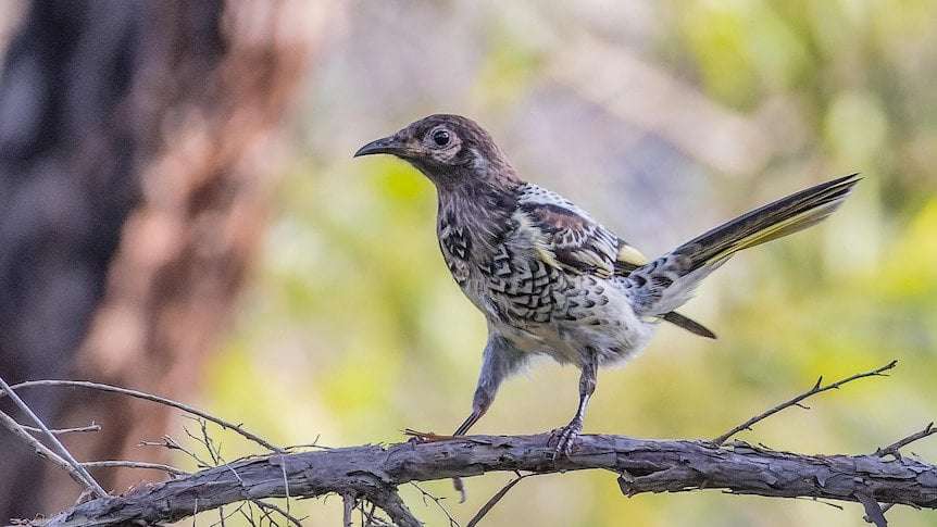 image for Sightings of critically endangered regent honeyeater in NSW give conservationists hope