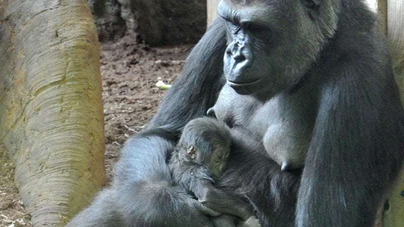 image for Why the Toronto Zoo wants you to stop showing its gorillas videos from your phones