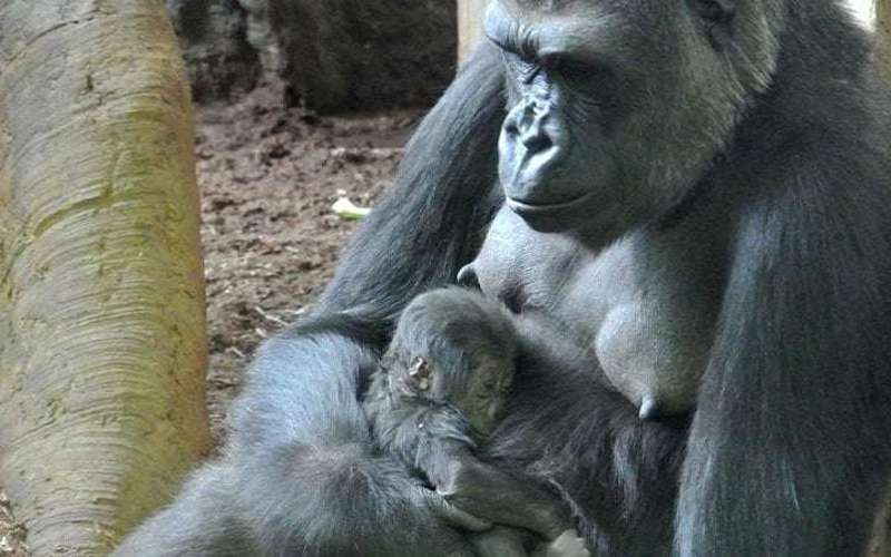 image for Why the Toronto Zoo wants you to stop showing its gorillas videos from your phones