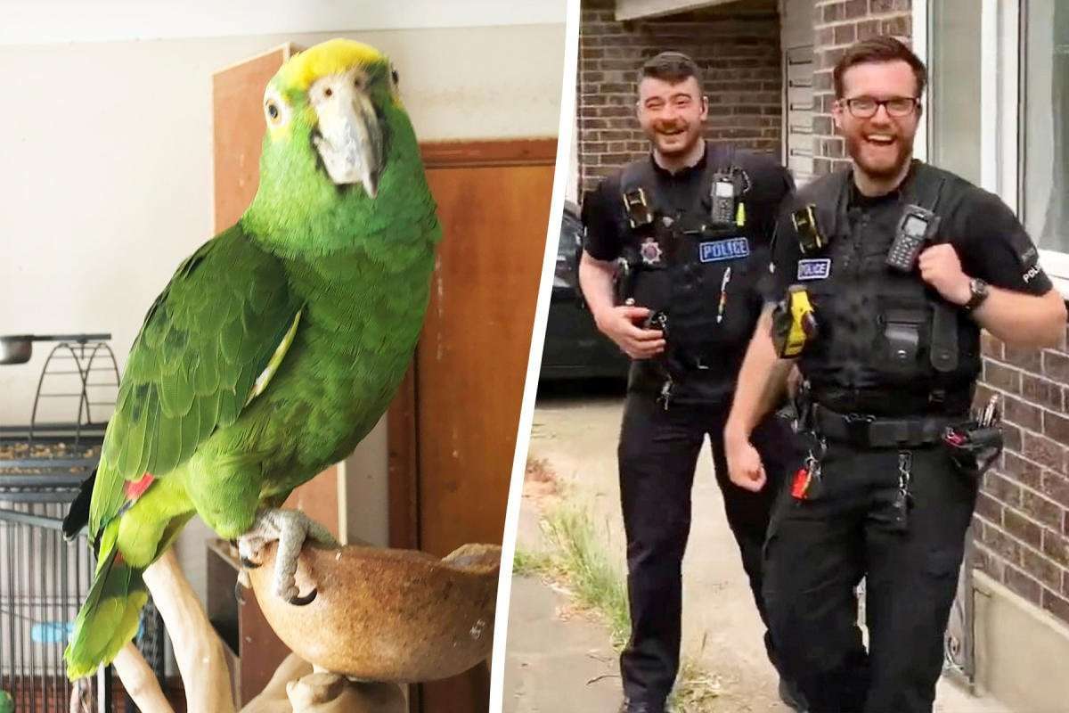 image for Police rush to home to reports of ‘screaming woman’ only to find loud parrot