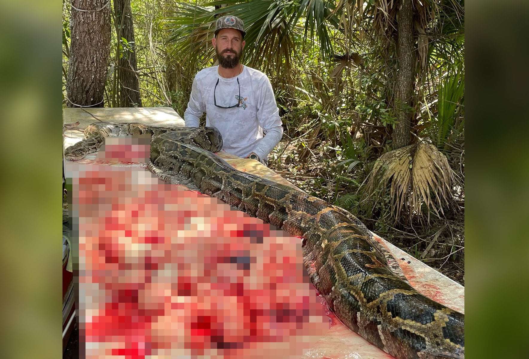 image for Giant Python Capable of Eating Alligators Killed With Her 60 Eggs
