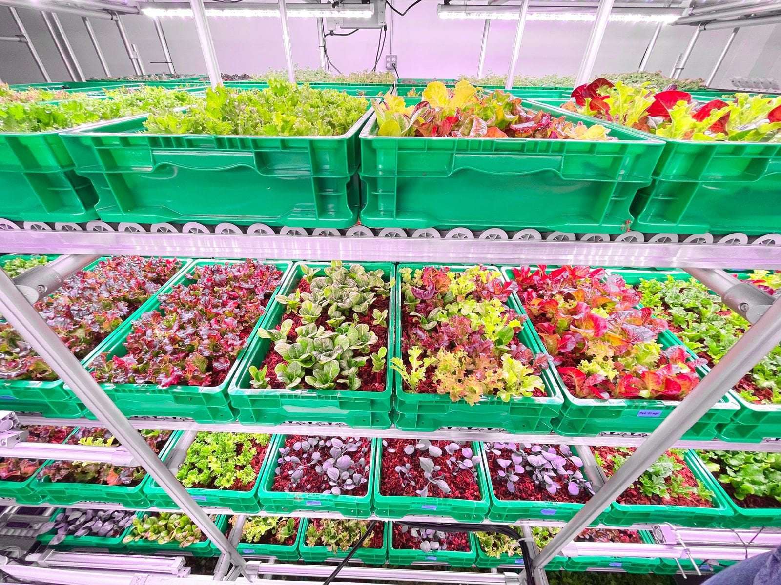 image for Empty Office Buildings Are Being Turned Into Vertical Farms