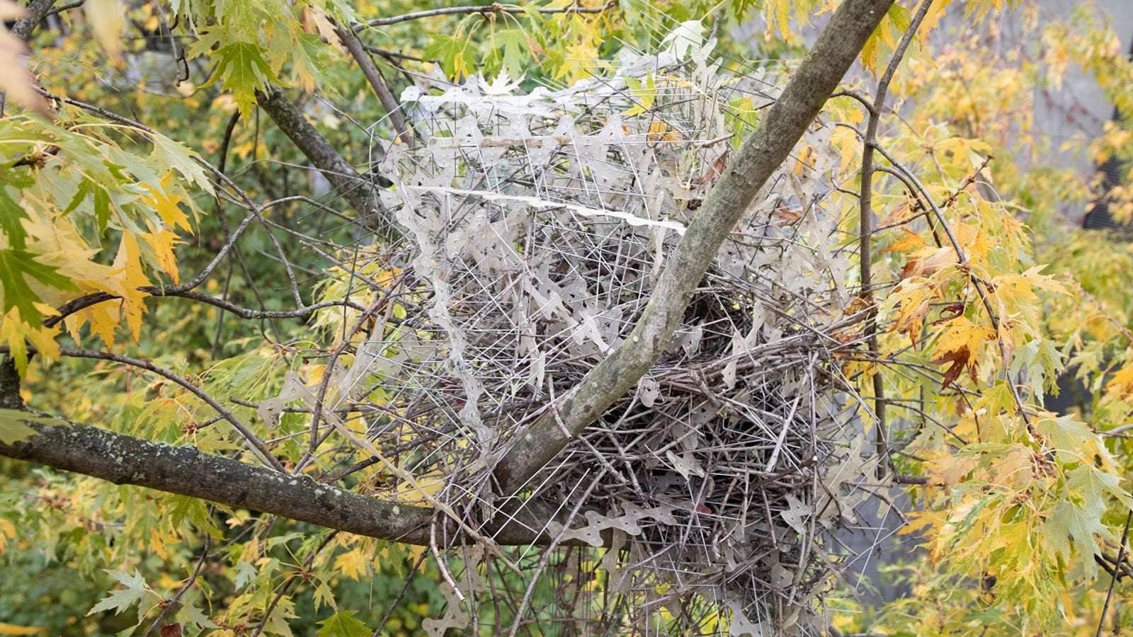 image for Birds have learned to use 'anti-bird' spikes to build their nests