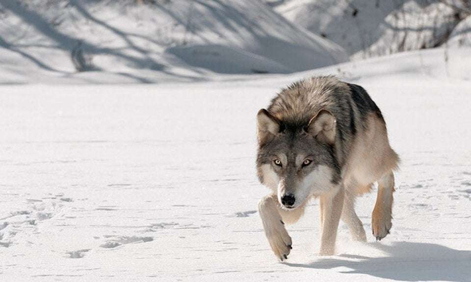 image for From villains to valued: Canadians show overwhelming support for wolves