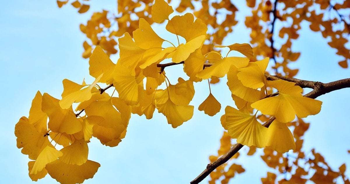image for Hiroshima A-Bomb: Ginkgo Trees That Survived the Blast Still Grow