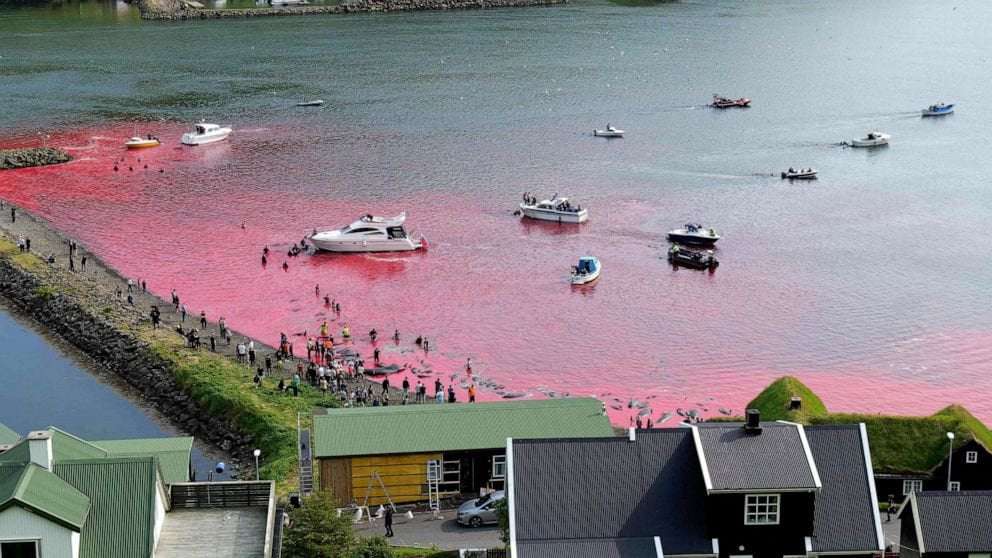 image for Cruise line apologizes after dozens of whales slaughtered in front of passengers