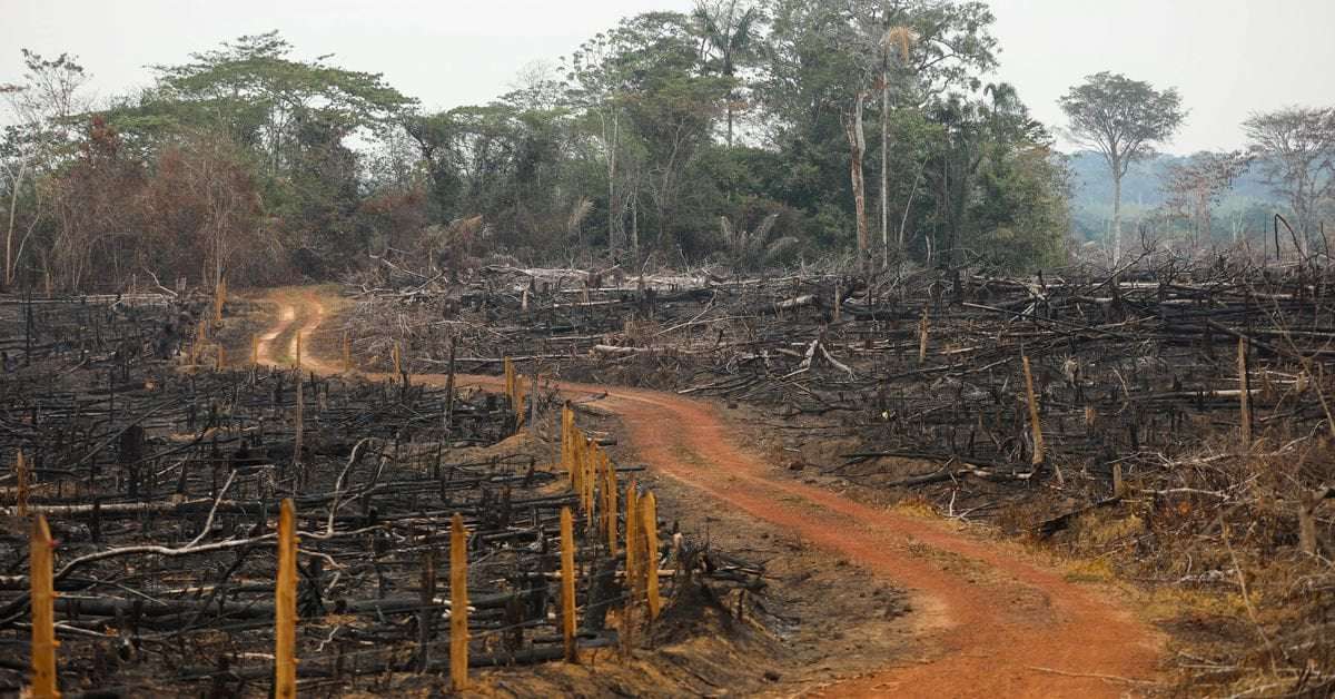 image for Colombia says deforestation fell 29% in 2022
