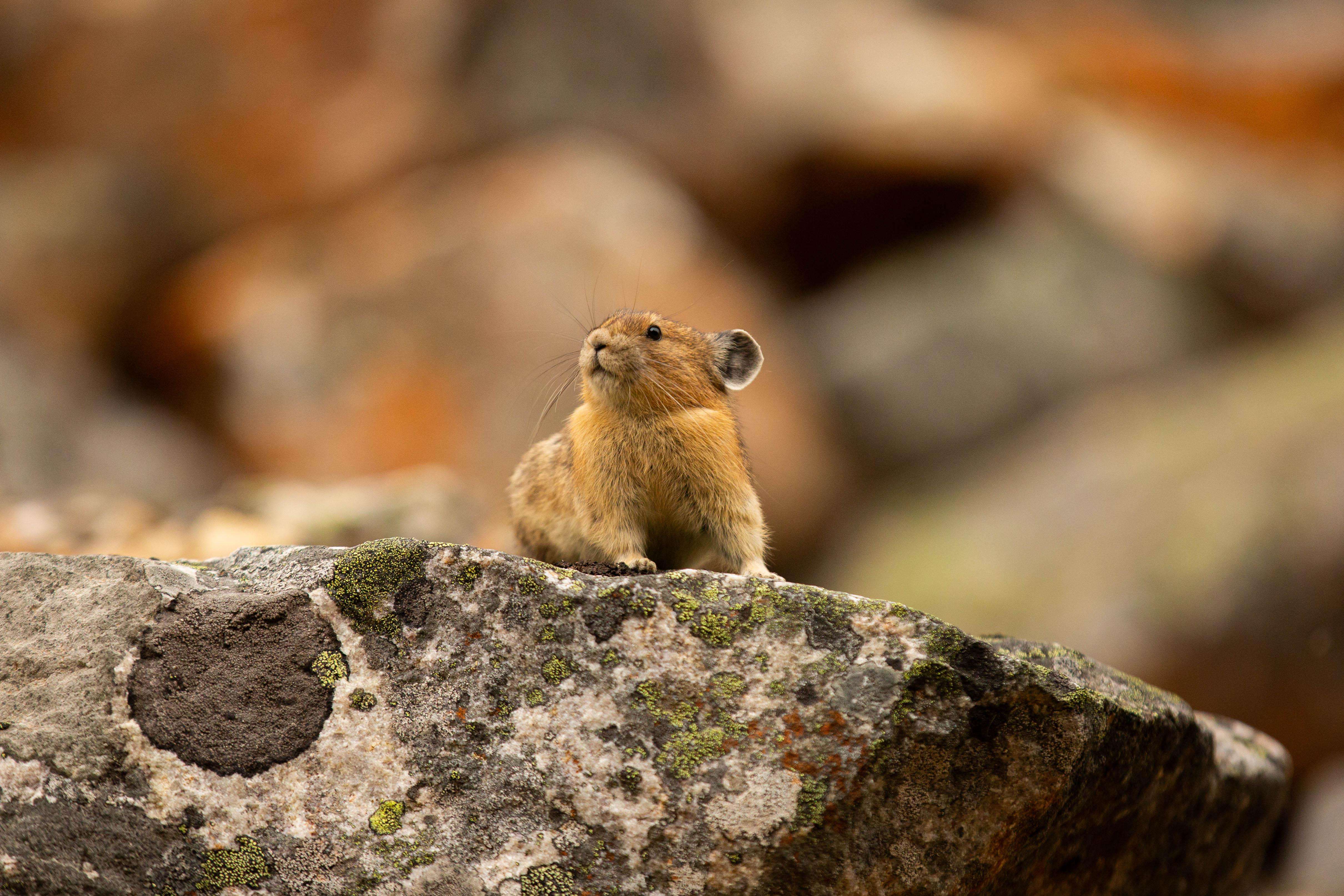 image showing ITAP of a Pika