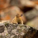 image for ITAP of a Pika