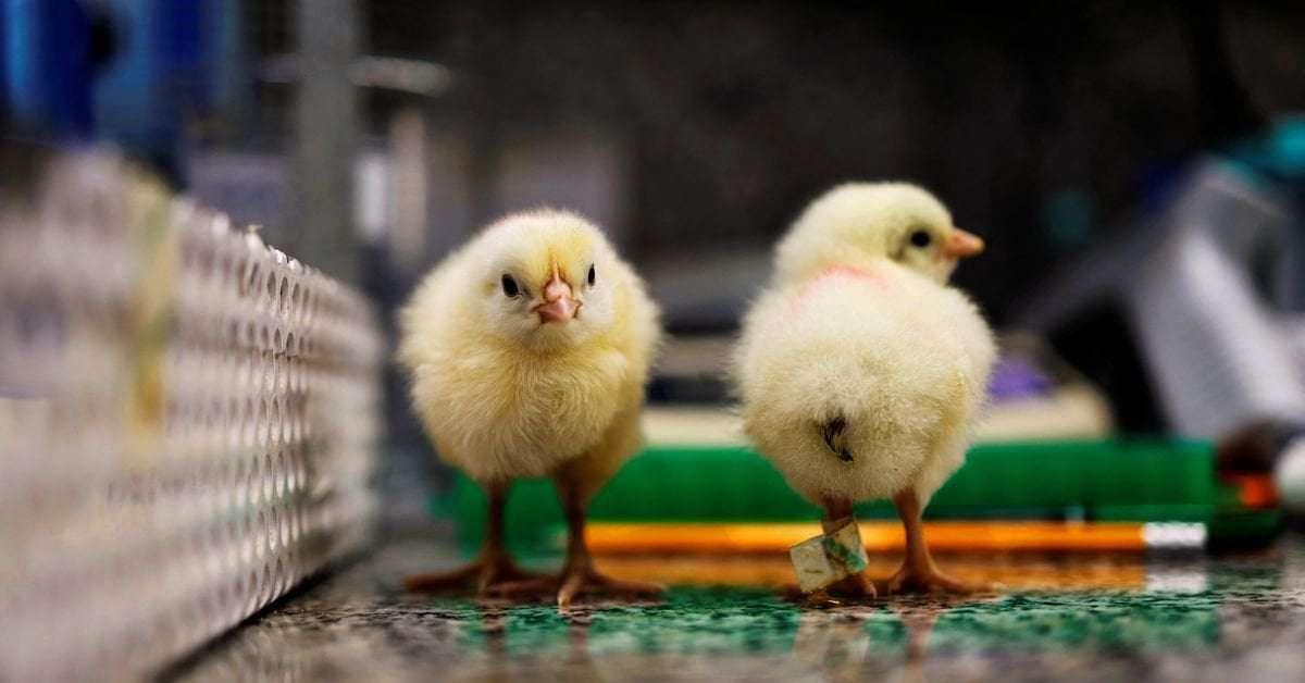 image for Gene tech spares male chicks from cull by preventing them from hatching
