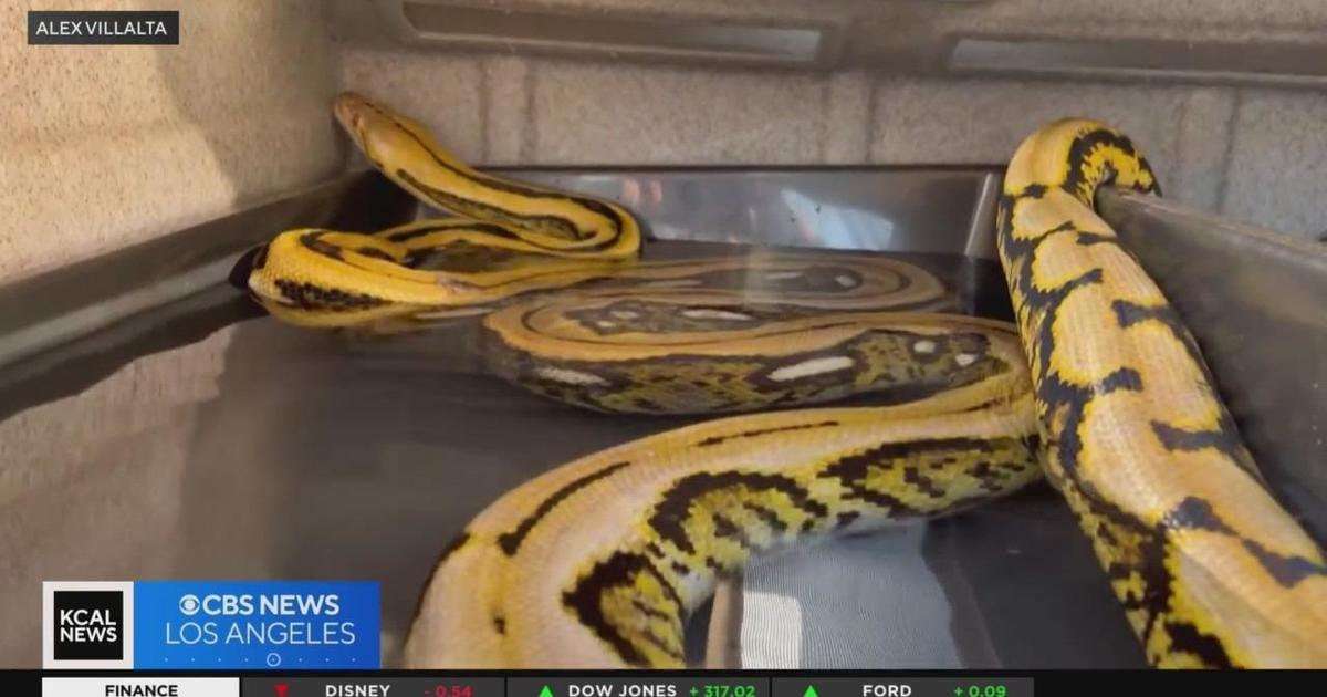 image for Missing 15-foot python named "Big Mama" found safe and returned to owners