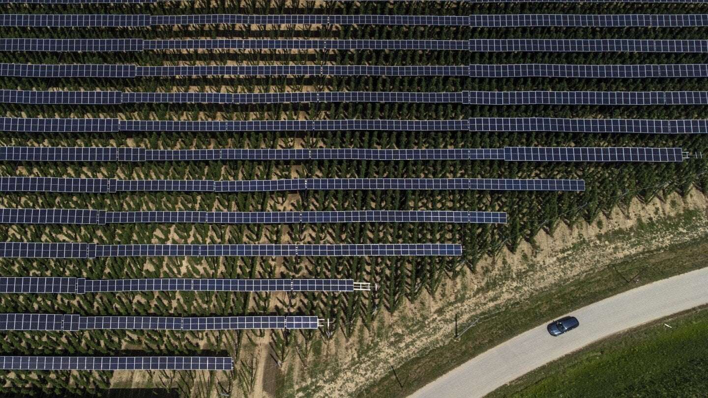 image for Hops for beer flourish under solar panels. They’re not the only crop thriving in the shade.