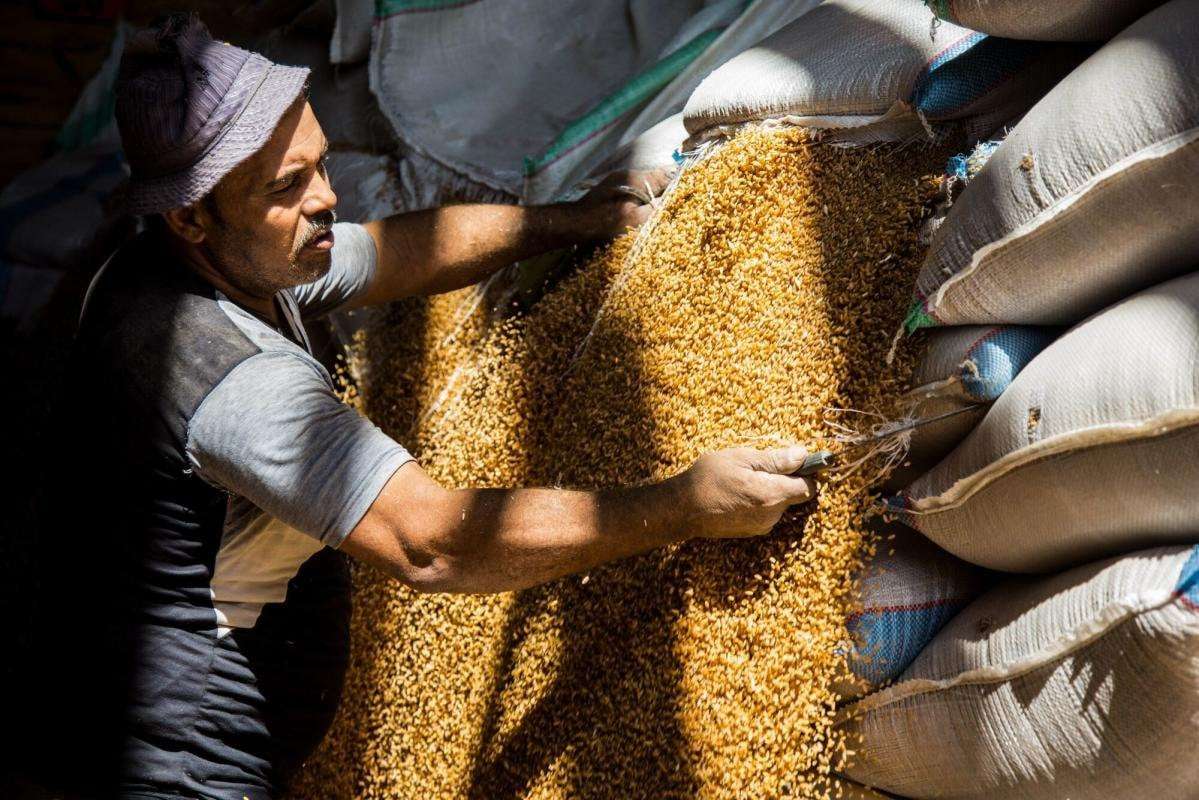 image for Egypt Criticizes Russia for Ending Ukraine Grain-Export Deal
