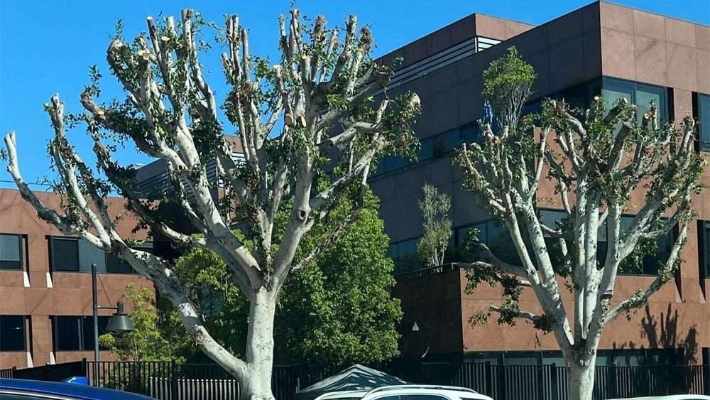 image for More On Treegate: City To Slap Universal With $250 Fine For Trimming Ficus Trees