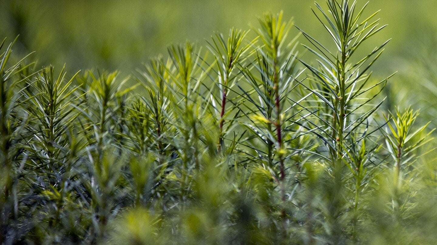 image for House Republicans propose planting a trillion trees as they move away from climate change denial