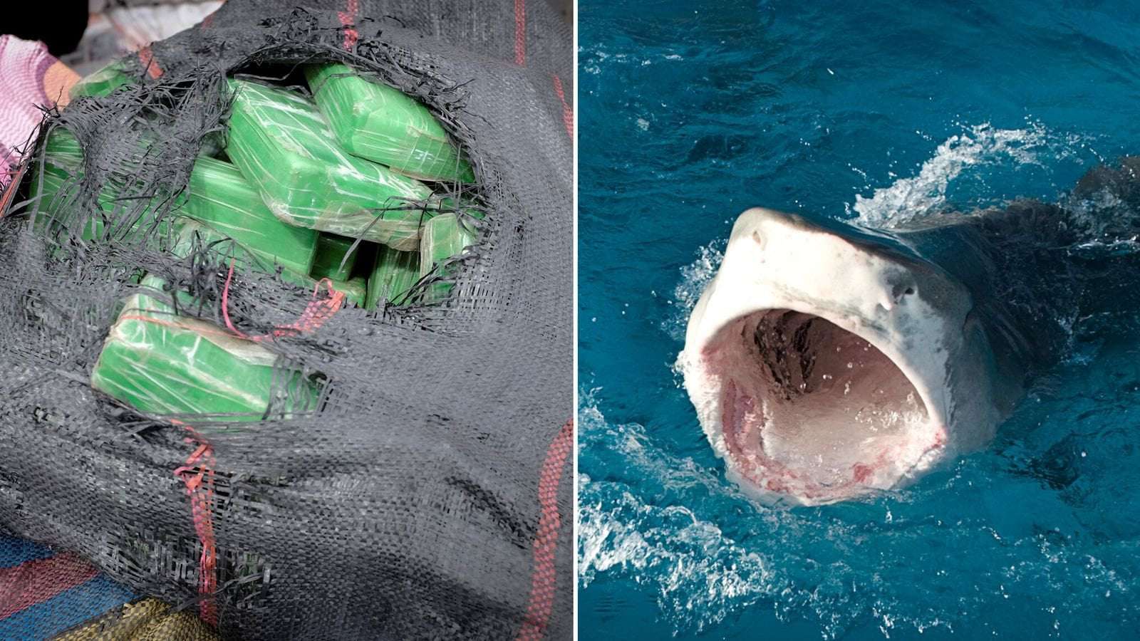 image for Cocaine dumped in the sea off Florida could have 'crazy' consequences if sharks eat it, scientists find