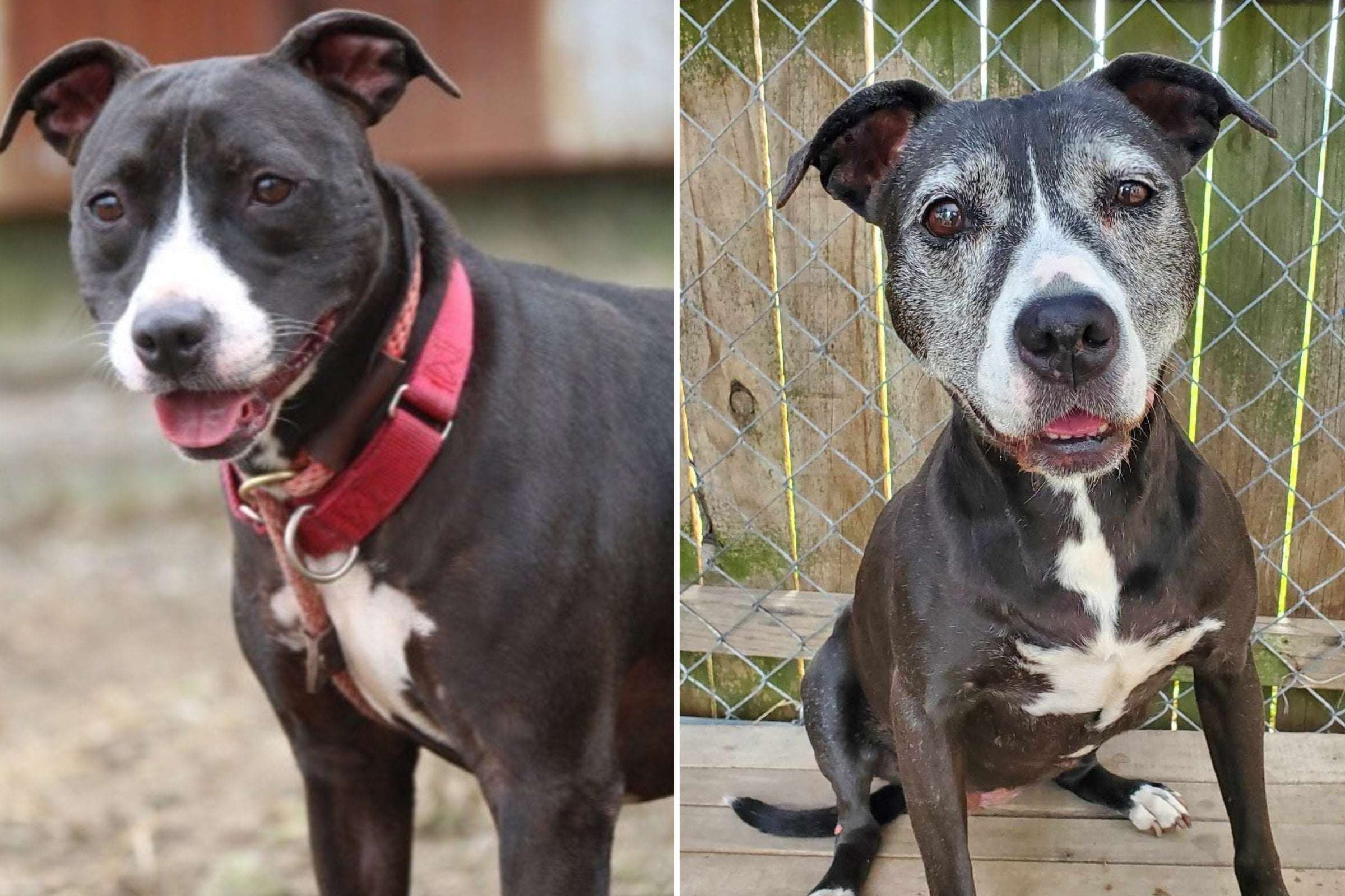 image for Senior Dog 'Overlooked' in Shelter for 11 Years Finally Gets Forever Home
