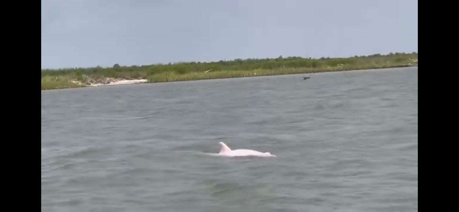 image for Rare Pink Dolphins Spotted Swimming in Louisiana River
