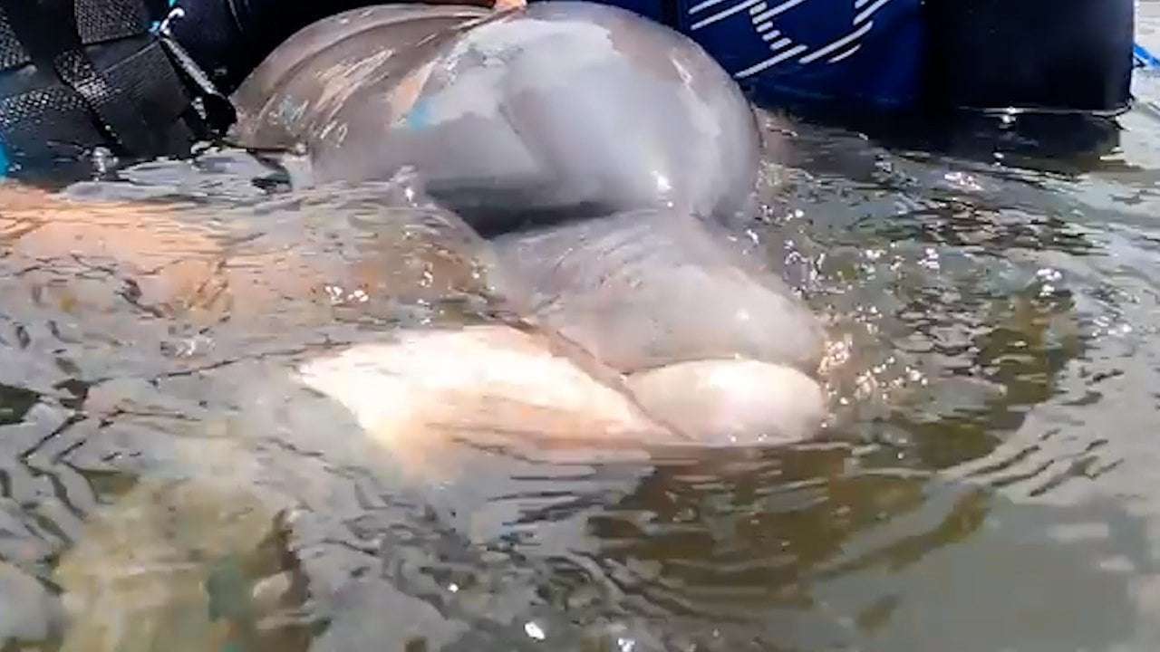 image for Dolphin and her baby rescued after being trapped in pond for 2 years