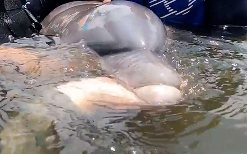 image for Dolphin and her baby rescued after being trapped in pond for 2 years