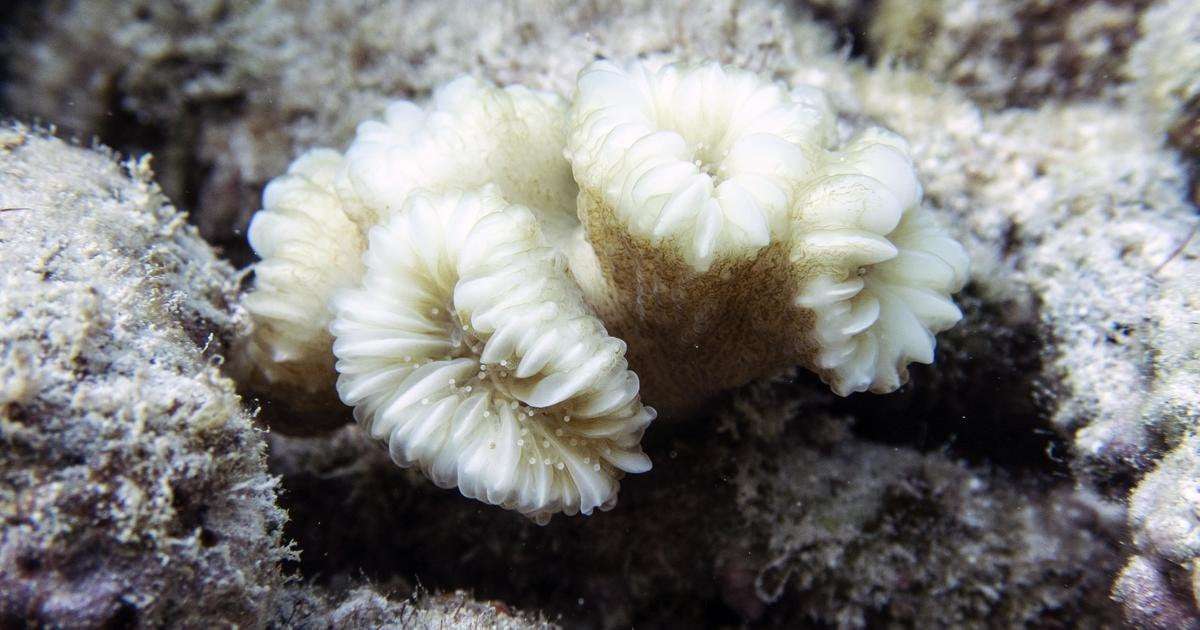 image for "100% coral mortality" found in coral reef restoration site off Florida as ocean temperatures soar