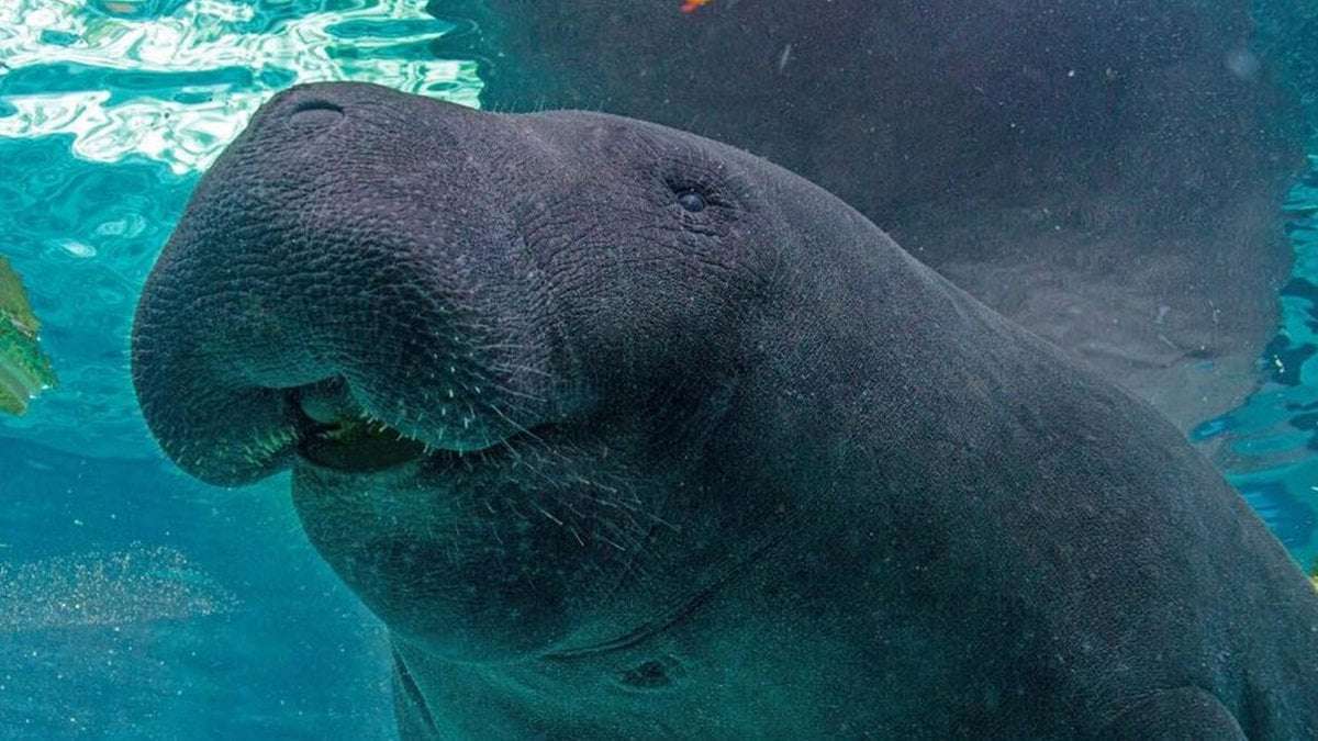 image for Manatee dies after ‘high-intensity sexual behavior' with brother at Florida aquarium