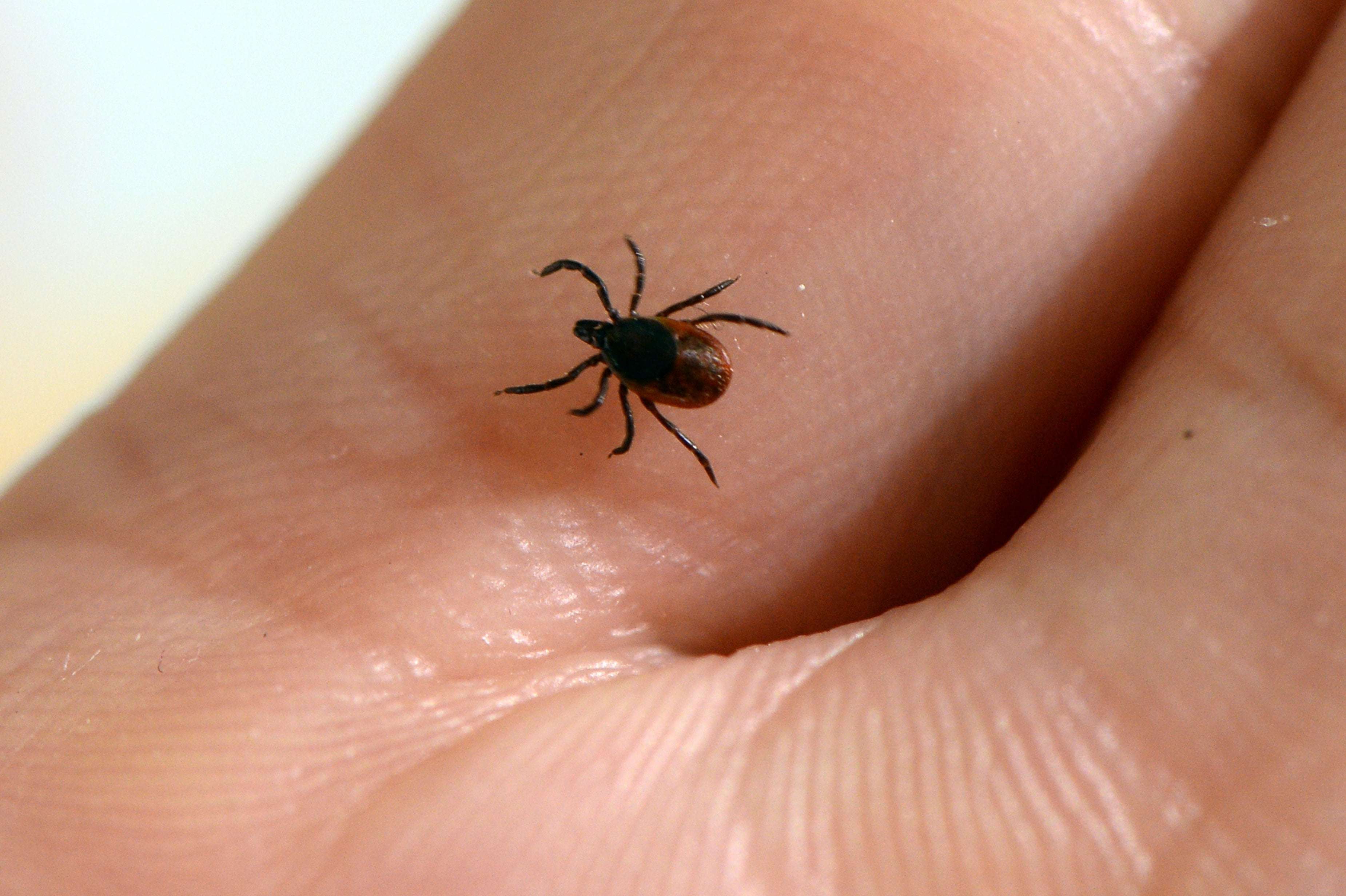 image for Scientists Develop Game-Changing Vaccine Against Lyme Disease Ticks