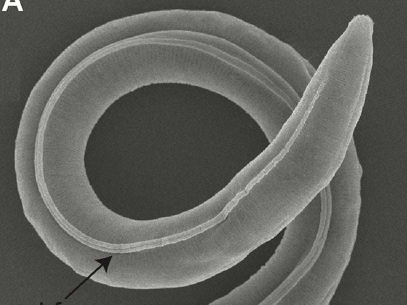 image for A 46,000-year-old worm found in Siberian permafrost was brought back to life, and started having babies