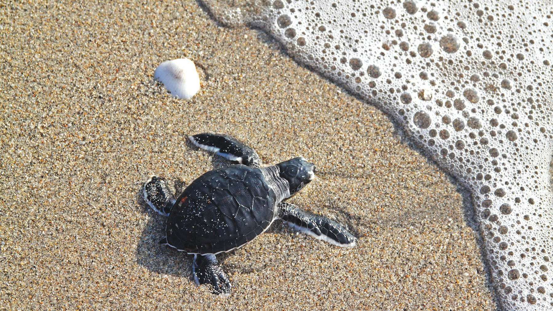 image for Record-breaking number of sea turtle nests found on Jupiter-area beaches, researchers say