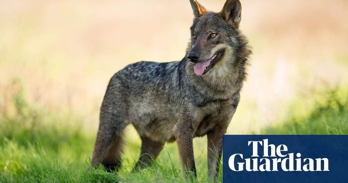 image for ‘Shameful loss’: wolves declared extinct in Andalucía