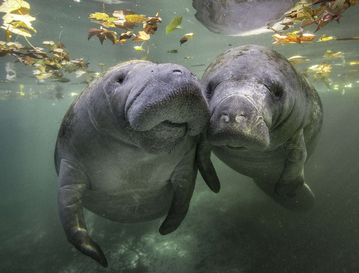 image for Florida Cops: Stop Narcing on Manatee Orgies! (PHOTOS)